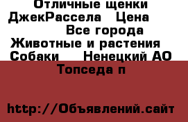 Отличные щенки ДжекРассела › Цена ­ 50 000 - Все города Животные и растения » Собаки   . Ненецкий АО,Топседа п.